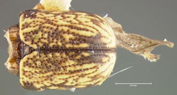 Media type: image;   Entomology 24934 Aspect: habitus dorsal view